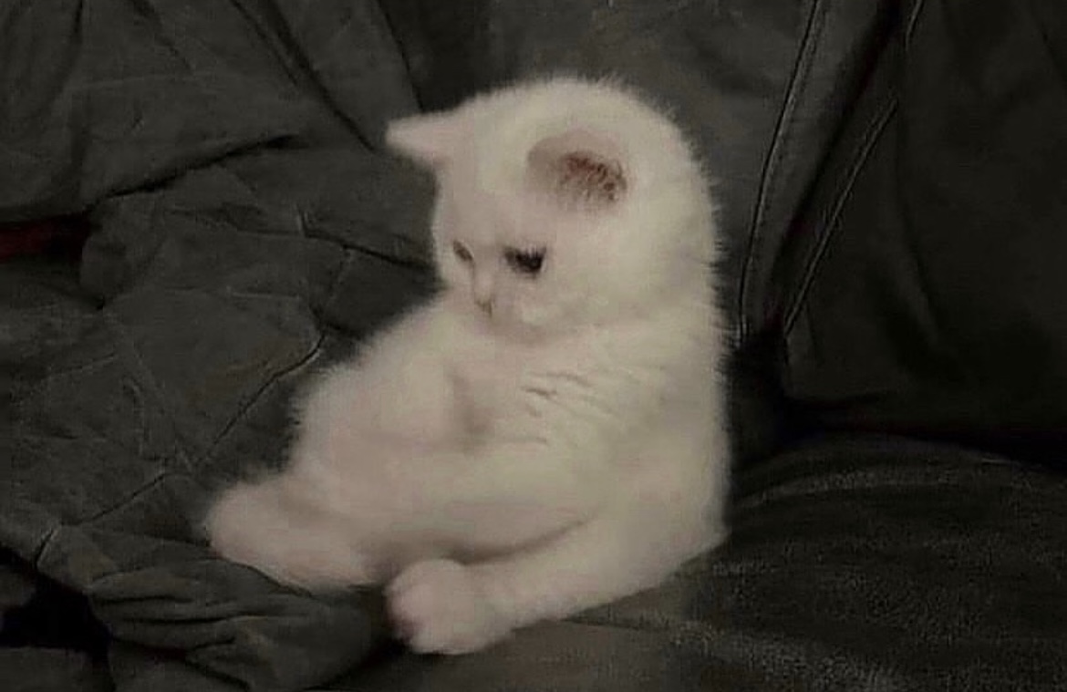 Nguyễn Triệu Yến Nhi