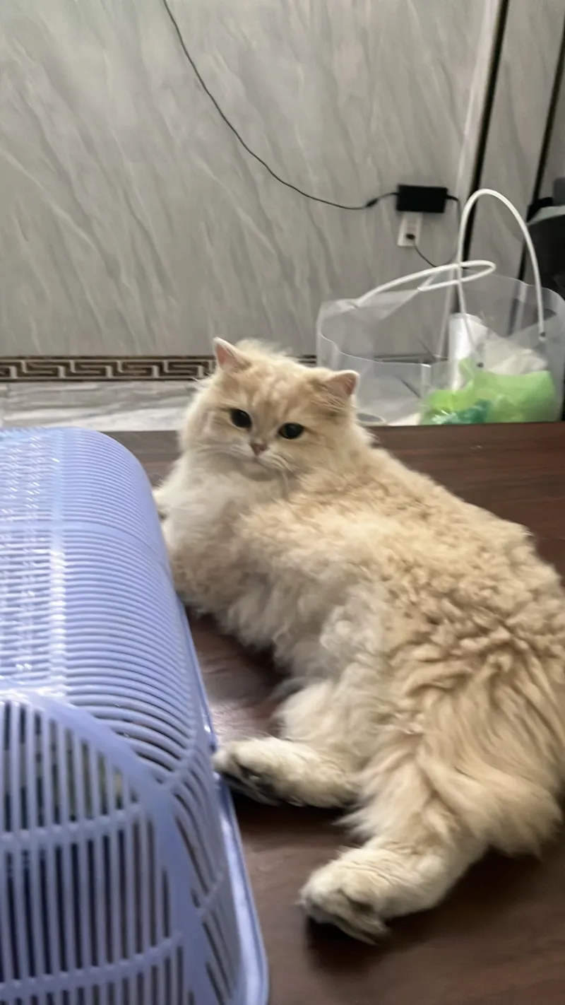 Hoàng Quốc Kiến Văn